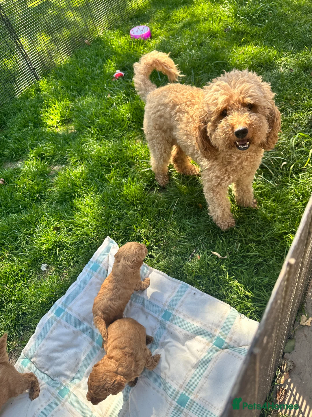 Miniature Poodle dogs for sale: ADORABLE MINIATURE POODLE PUPPIES 3 GIRLS & 1 BOY  - Advert 2