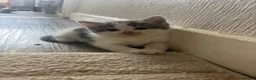 Mixed Breed cats for sale: Male kittens  - Advert 3