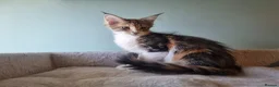 Maine Coon cats for sale: Last maine coon kitten - Advert 6