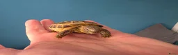Tortoise reptiles for sale: Baby horsefield tortoises full setup available  - Advert 4