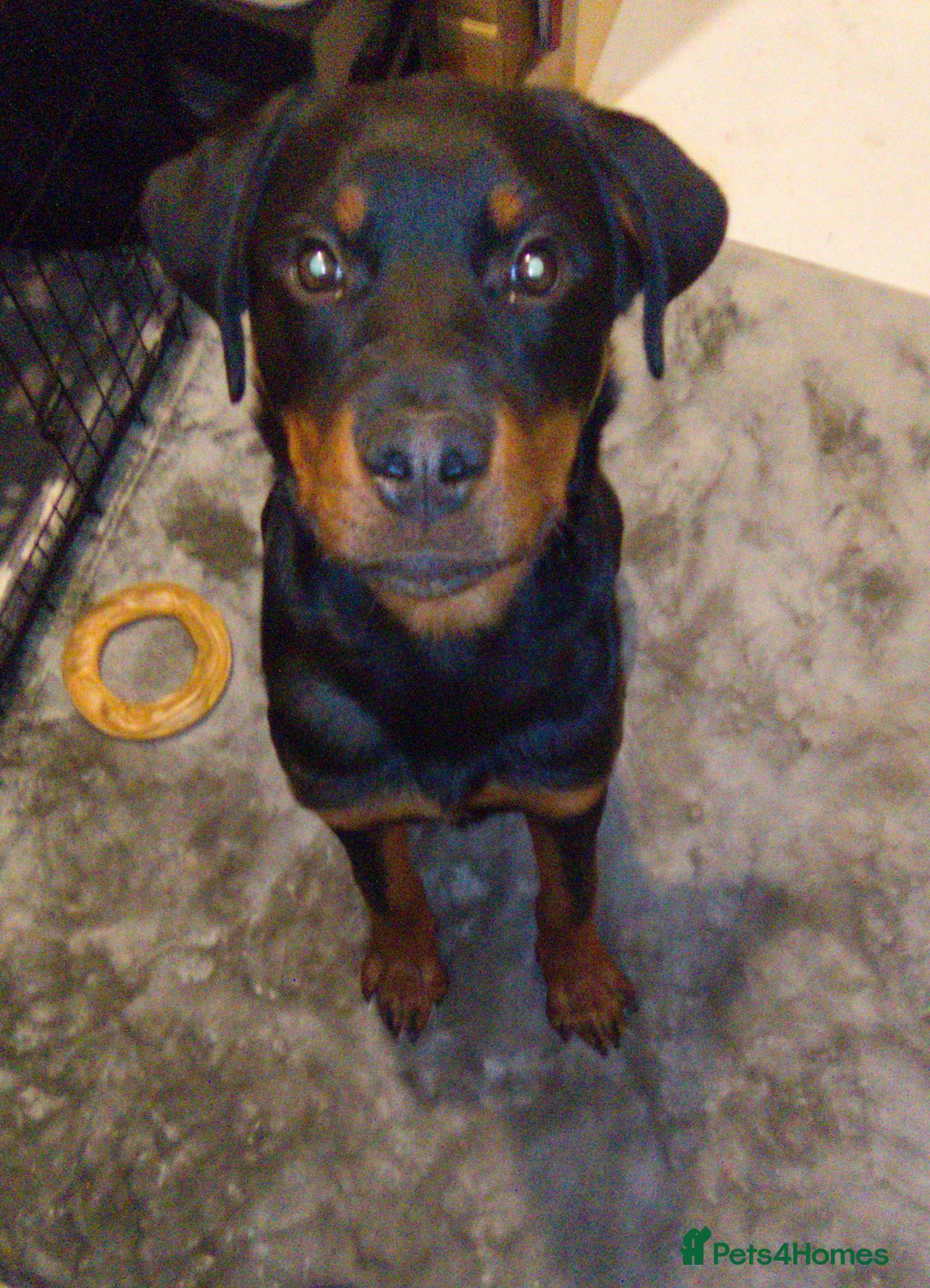 Rottweiler dogs for sale: Rehoming 6 month rottweiler  - Advert 1