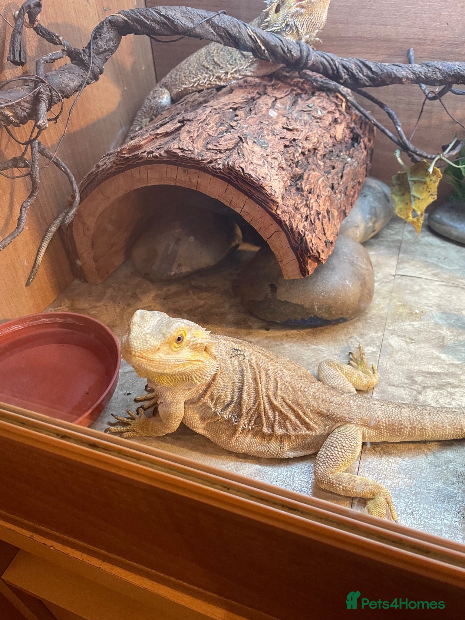 Bearded Dragon reptiles Forever home needed for my girls  - Advert 1