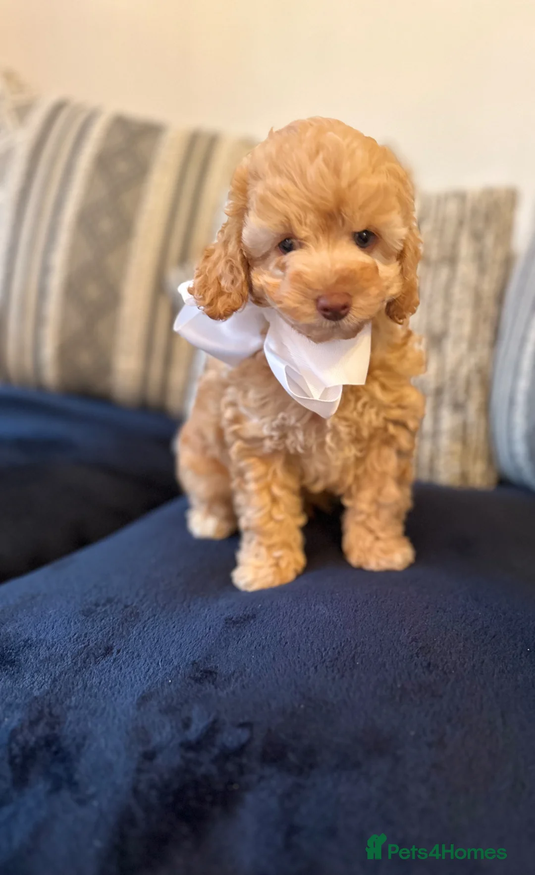 Cockapoo dogs for sale: Yankydoodle  - Advert 1