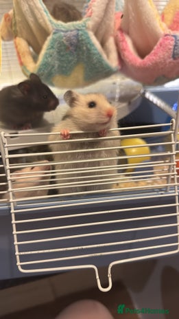 Hamster rodents in Sunderland - Advert 15