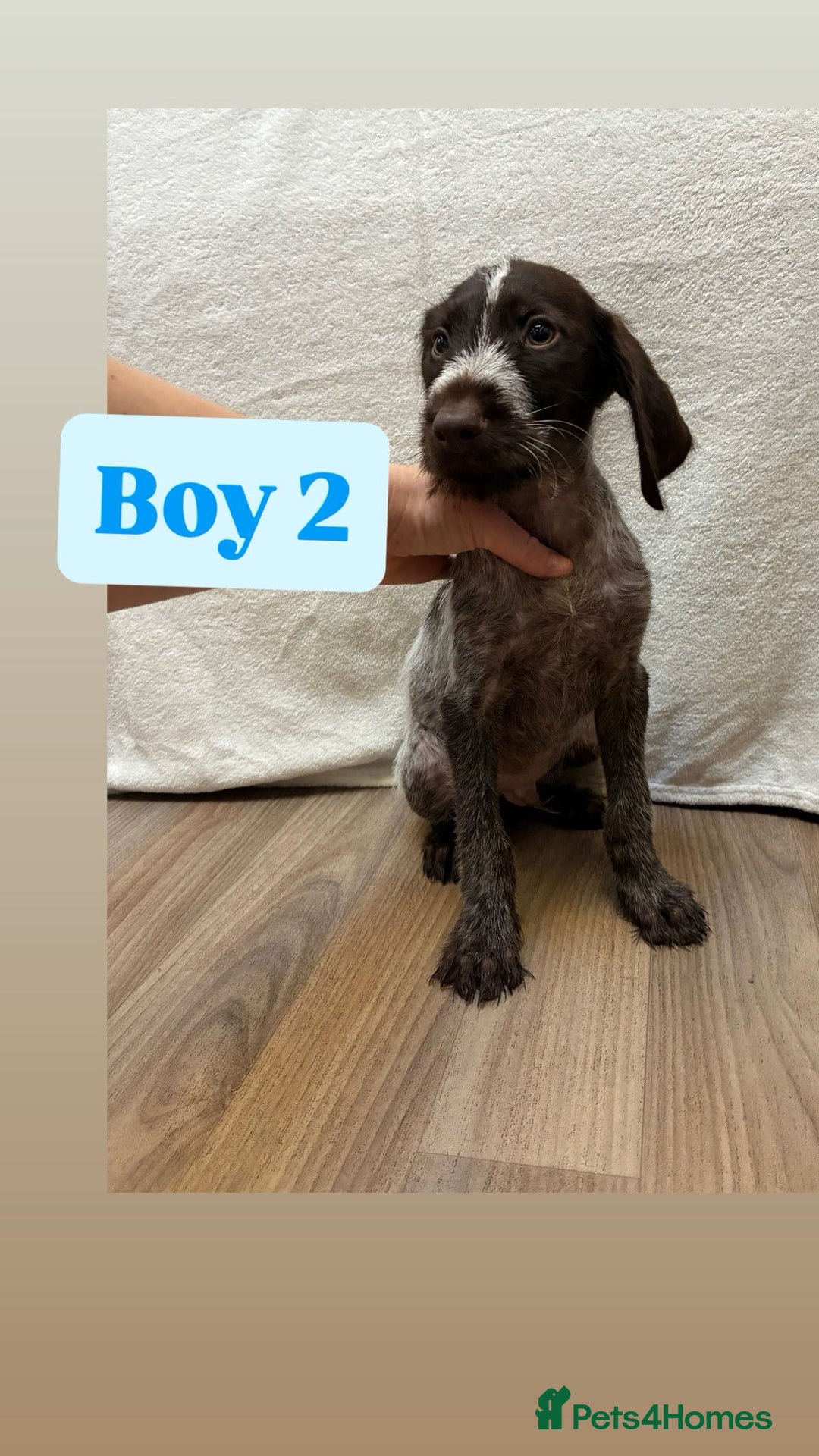 German Wirehaired Pointer dogs for sale: German wire hair pointers for sale - Advert 17