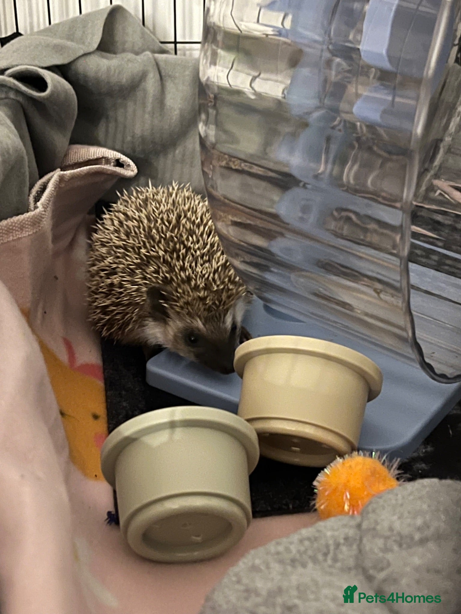 Pygmy Hedgehog rodents Sonic the african pygmy hedgehog  - Advert 1