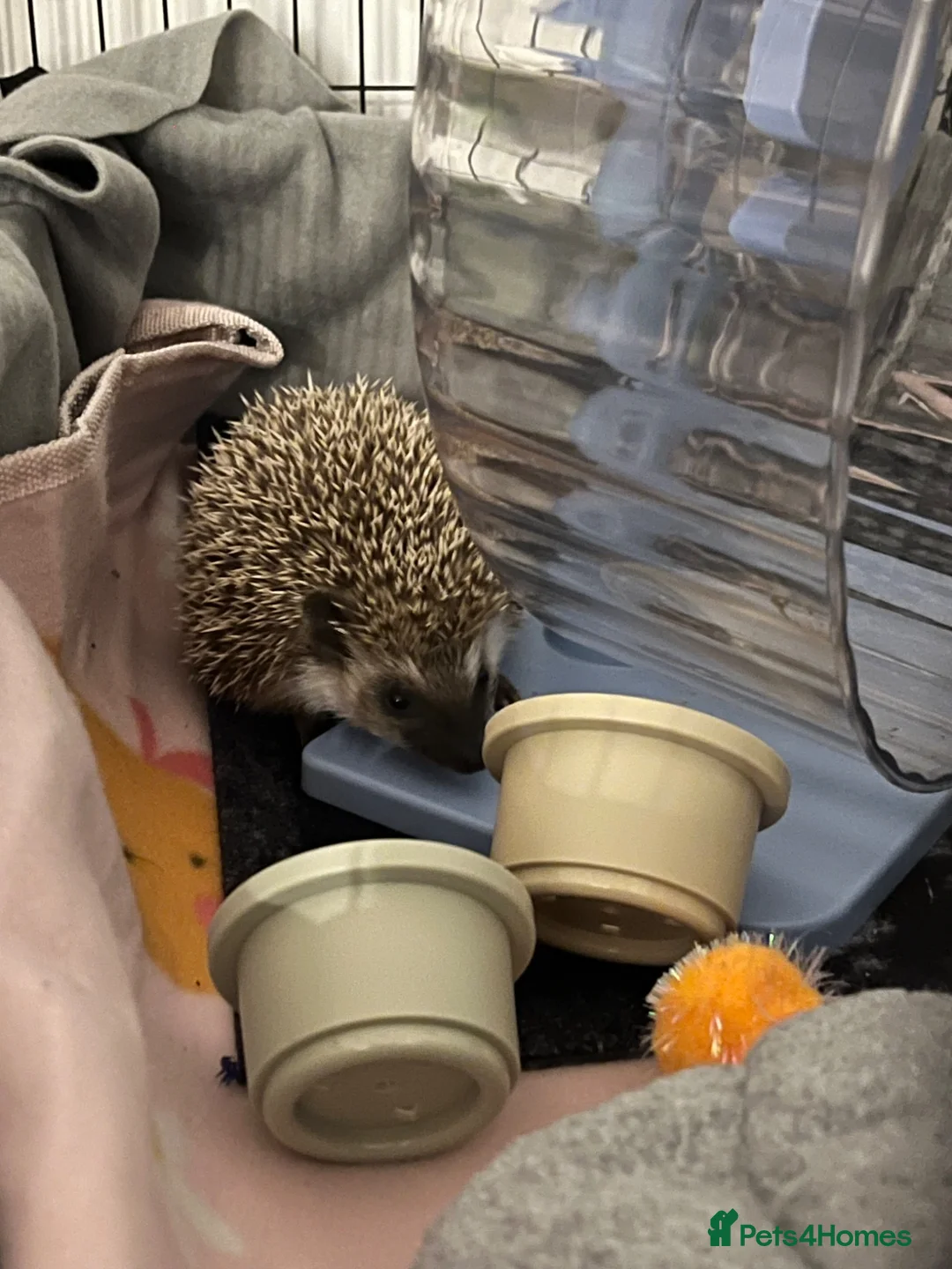 Pygmy Hedgehog rodents for sale: Sonic the african pygmy hedgehog  - Advert 1