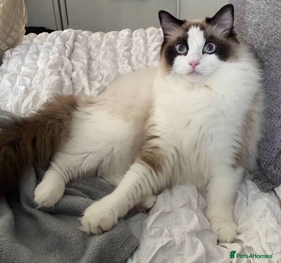 Ragdoll cats Championship Ragdoll babies  - Advert 1