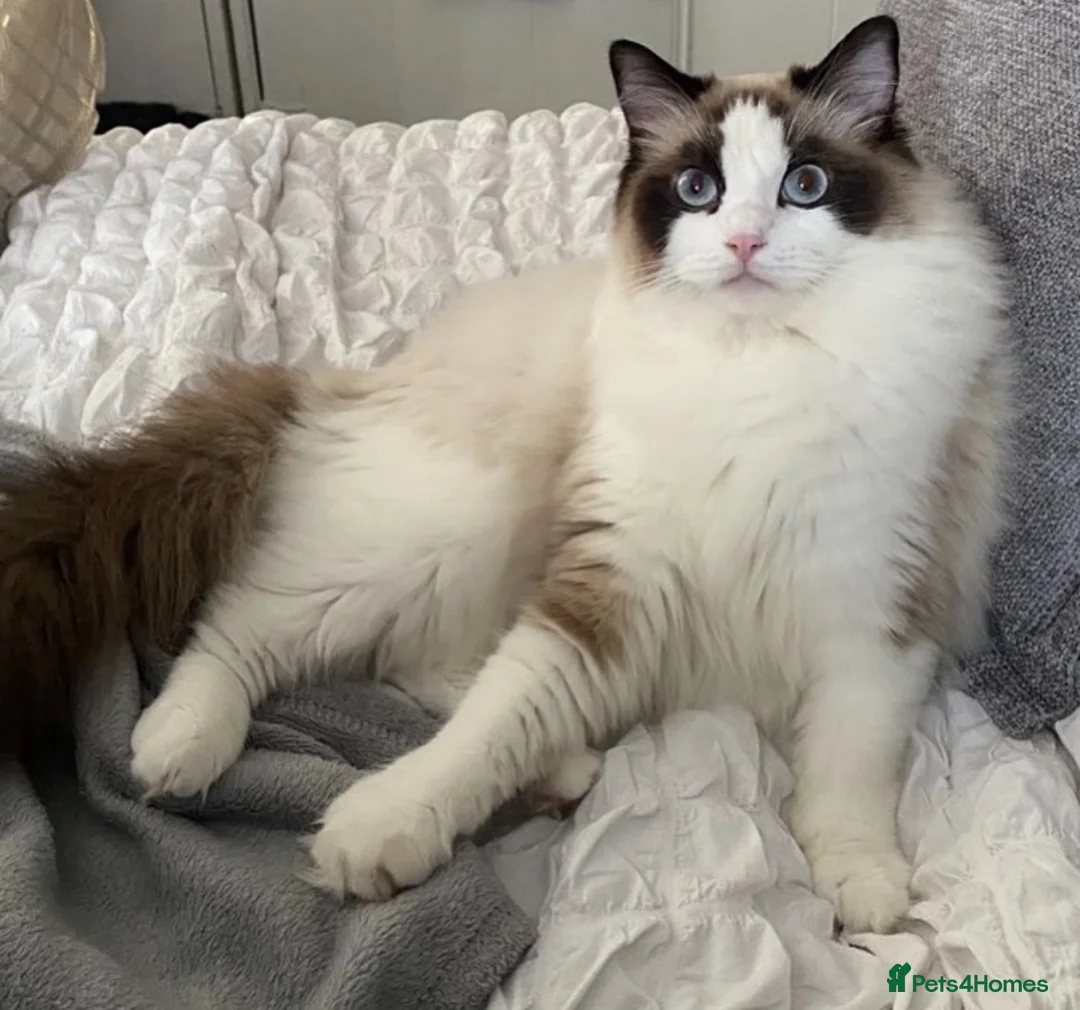 Ragdoll cats for sale: Championship Ragdoll babies  - Advert 1