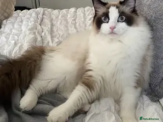 Ragdoll cats Championship Ragdoll babies - Advert 1