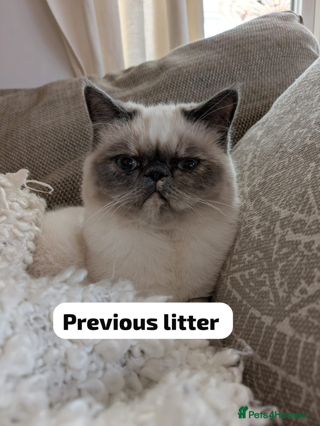 Persian cats for sale: Incredible exotic Persian kittens - Advert 18