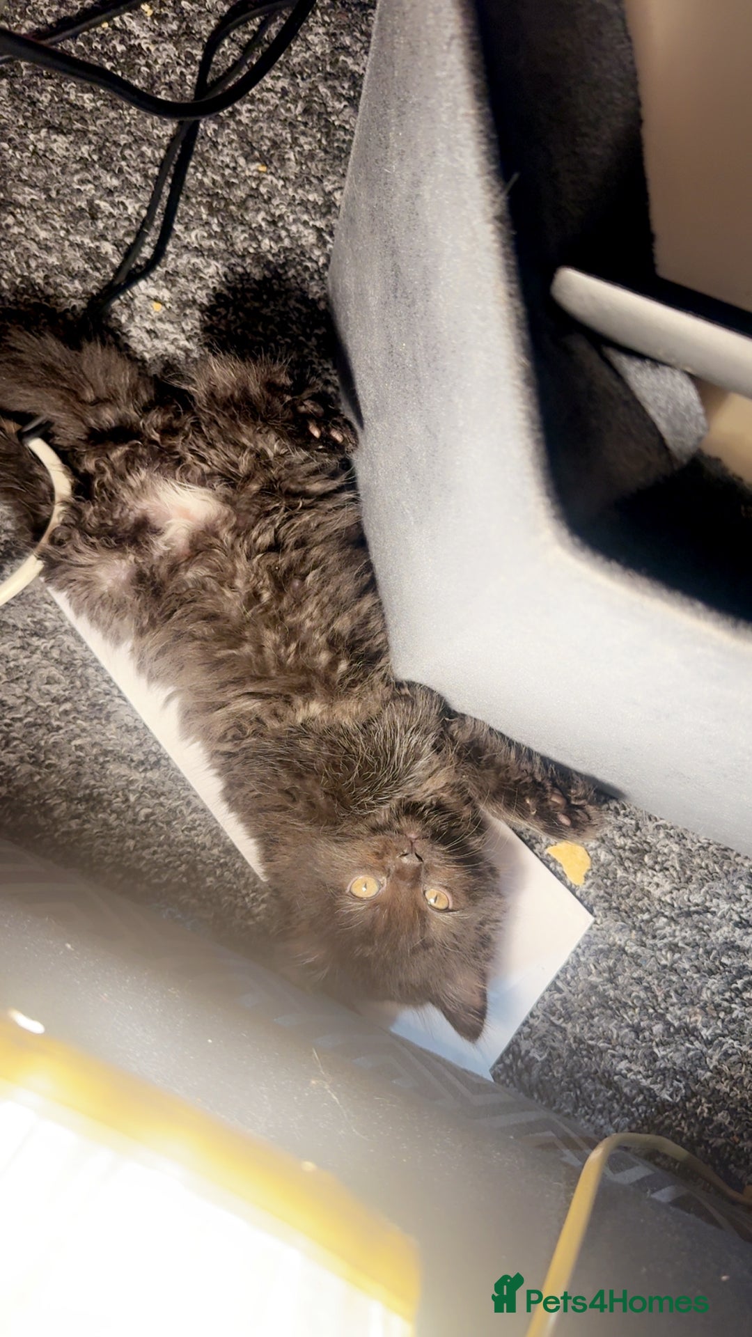 Scottish Fold cats for sale: Scottish fold long hair - Image 2