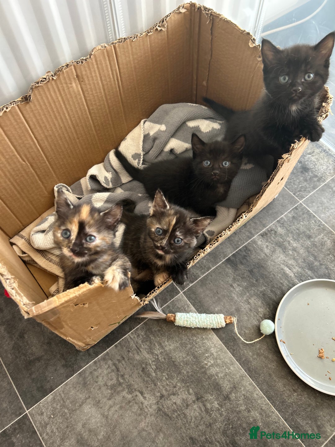 Mixed Breed cats for sale: 4 beautiful kittens available  - Advert 11