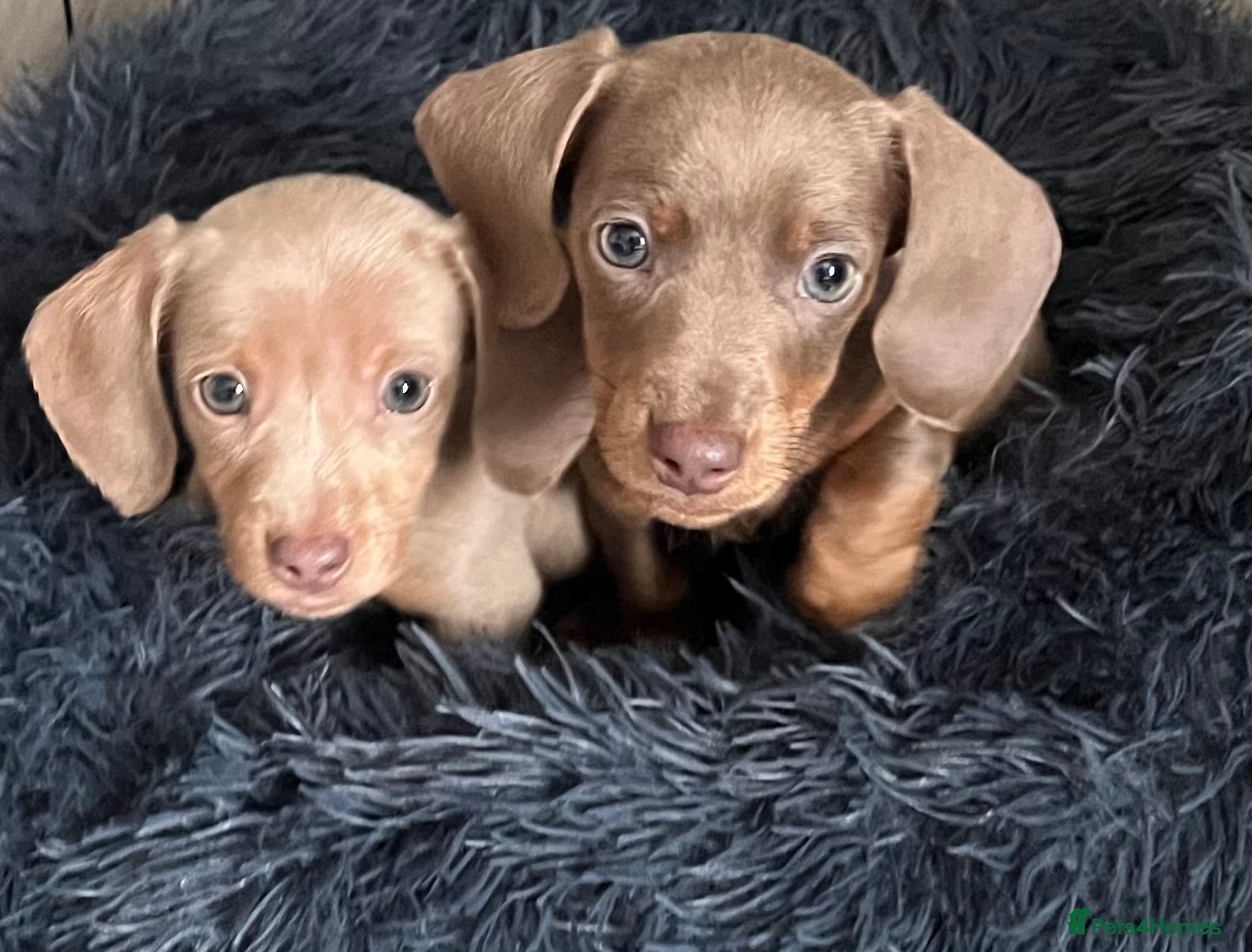 Miniature Dachshund dogs Kc reg last 2 boys available now - Advert 13