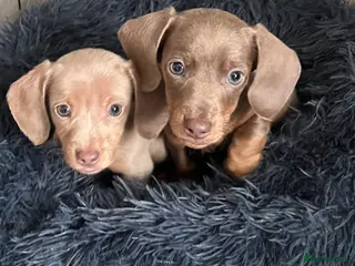 Miniature Dachshund dogs Kc reg last 2 boys available now - Advert 13