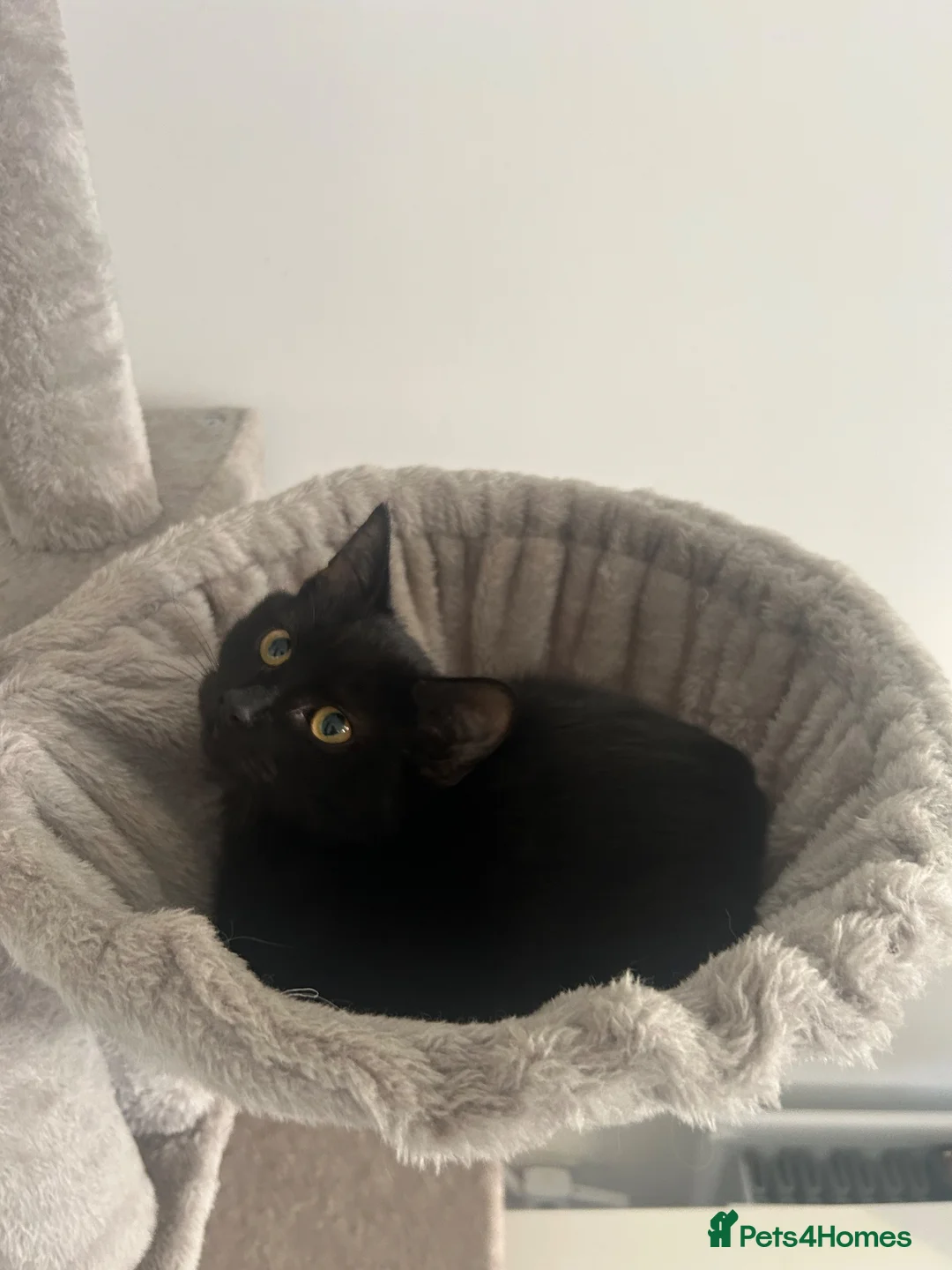 Mixed Breed cats for sale: BSH X Beautiful little girl- 12 weeks old - Advert 2