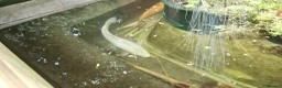 Koi Carp fish for sale: Pond Clearance  - Advert 5