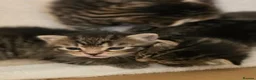 Mixed Breed cats for sale: 3 beautiful gray tabby kittens  in Doncaster - Advert 21