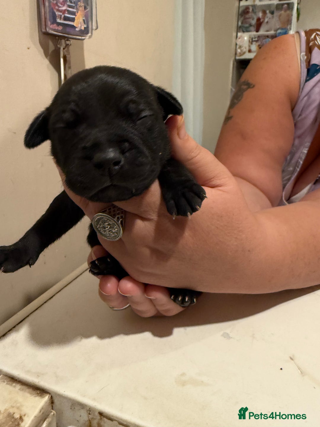 Staffordshire Bull Terrier dogs for sale: Staffordshire Bull Terrier Puppies for Sale - Advert 8