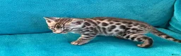 Bengal cats for sale: Beautiful Bengal boys - Advert 5