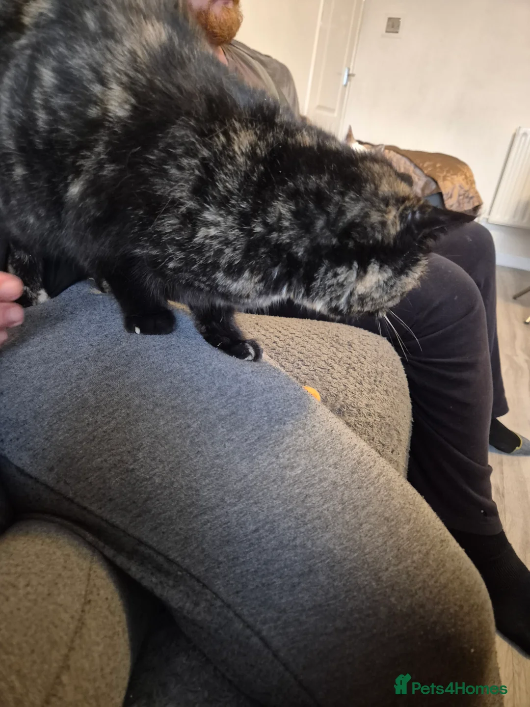 Selkirk Rex cats for sale: Pedigree tica reg black tortie neutered  - Advert 6