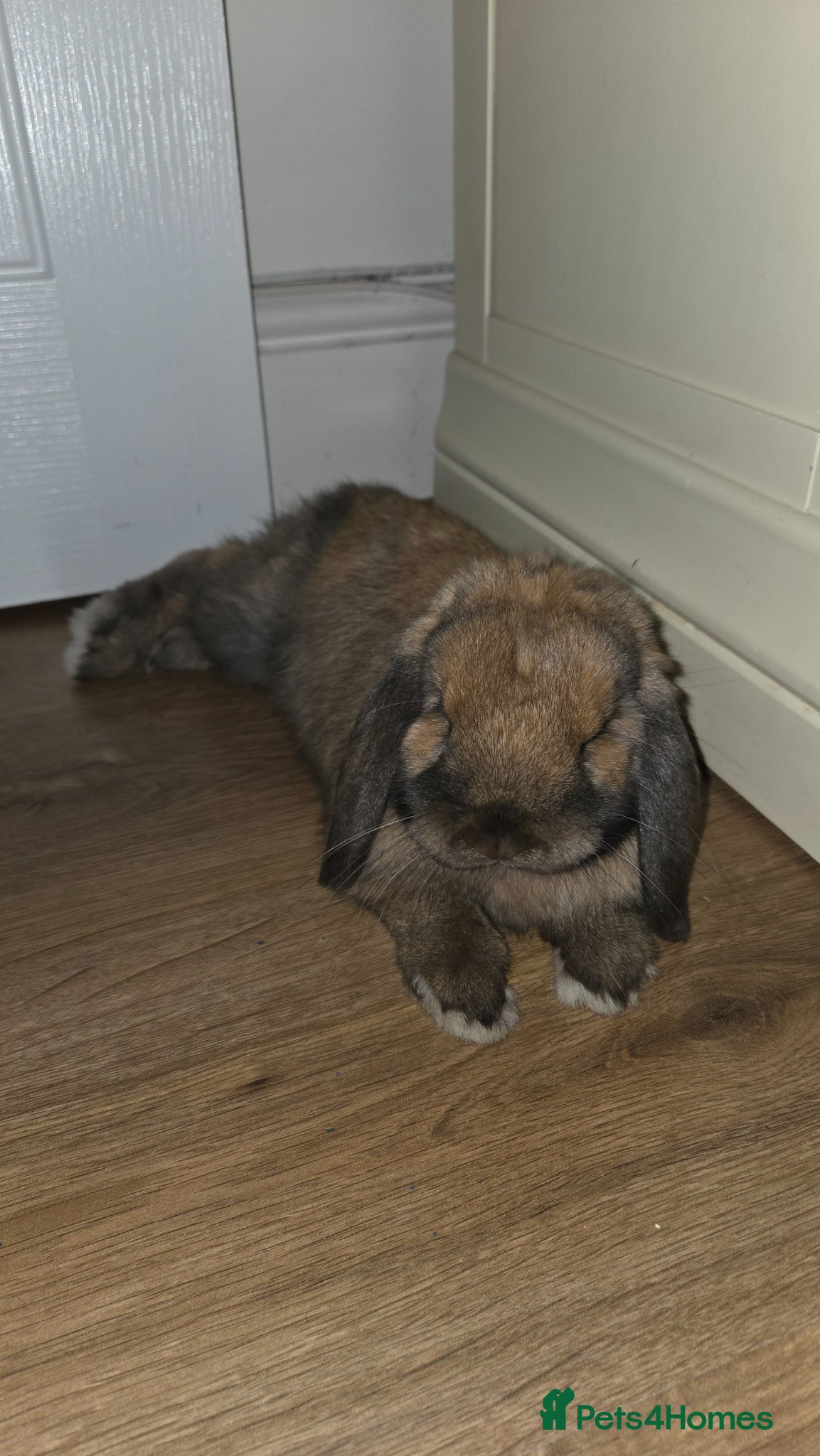 Mini Lop rabbits 2 gorgeous mini lop males - Advert 1