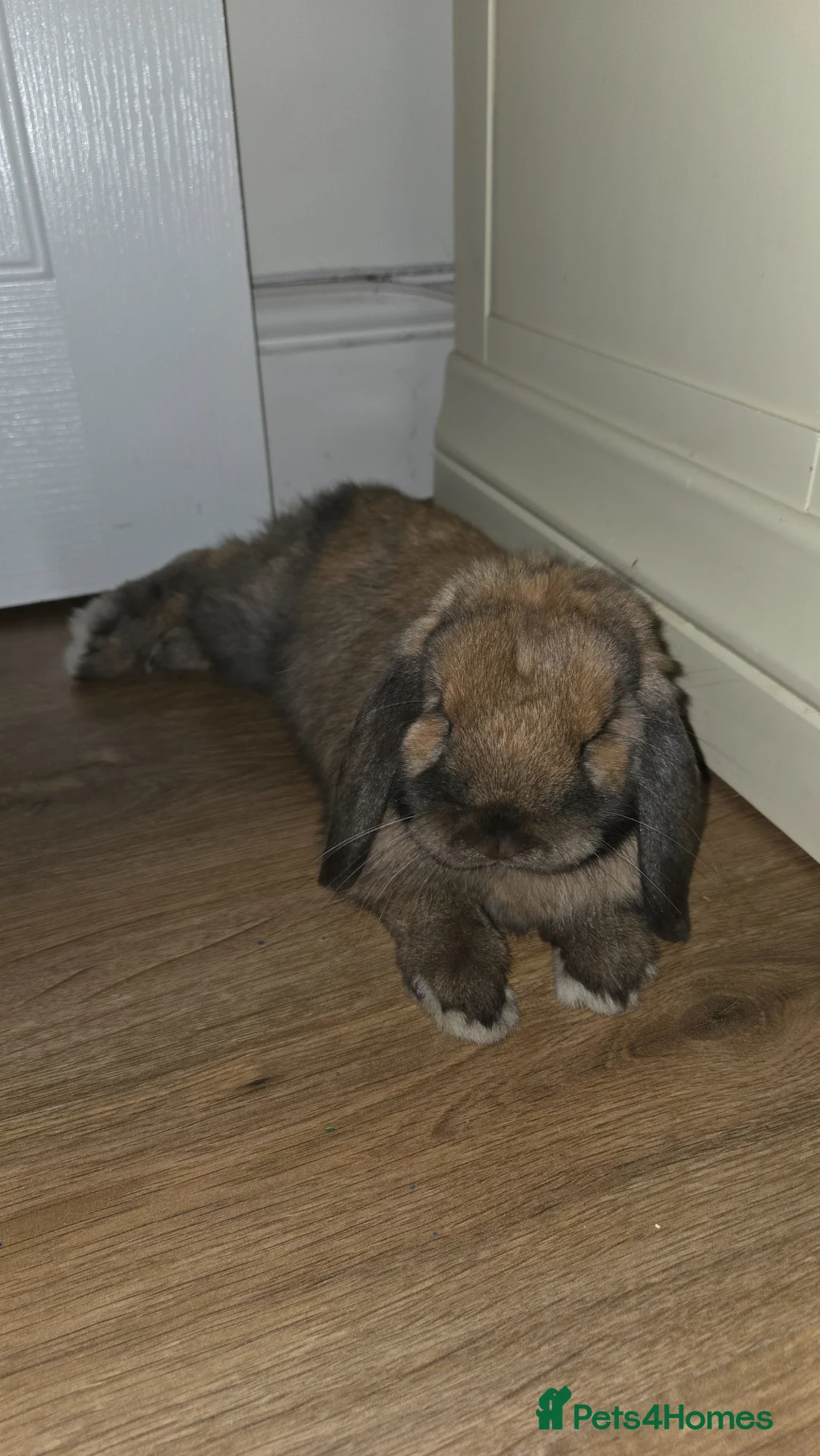Mini Lop rabbits for sale: 2 gorgeous mini lop males in Addlestone - Advert 1