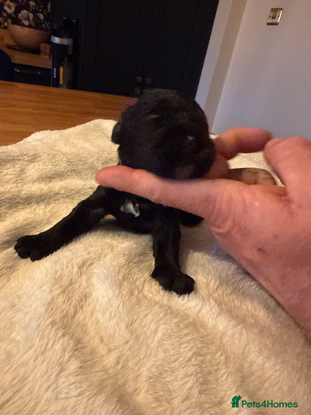 Cockapoo dogs for sale: Beautiful f2 cockapoos puppies 5 girls 3 boys  - Advert 11