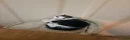Domestic Shorthair cats for sale: STILL AVAILABLE- 2 black and white kittens  - Advert 23