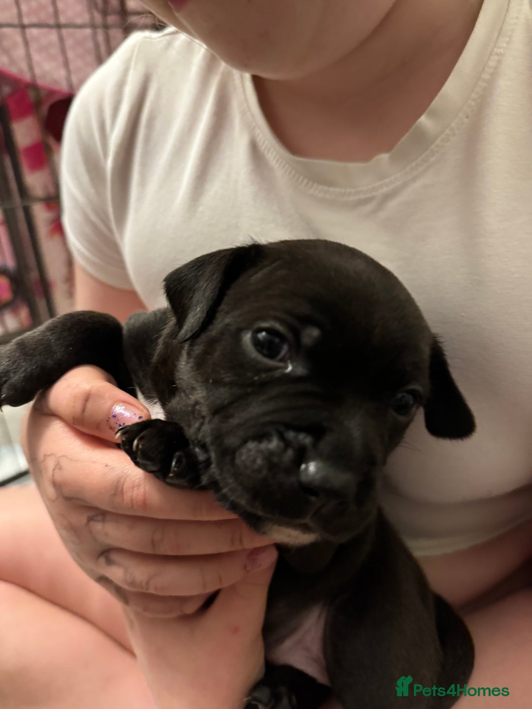 Staffordshire Bull Terrier dogs for sale: KC Staffordshire bull terrier puppies  - Advert 12