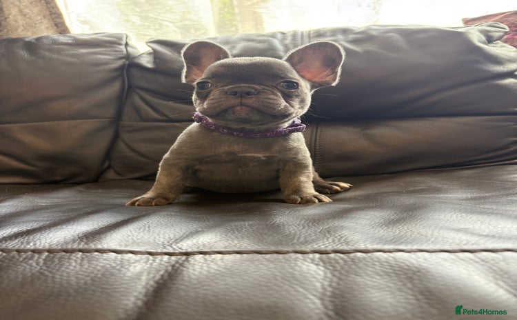 French Bulldog dogs - Advert 16
