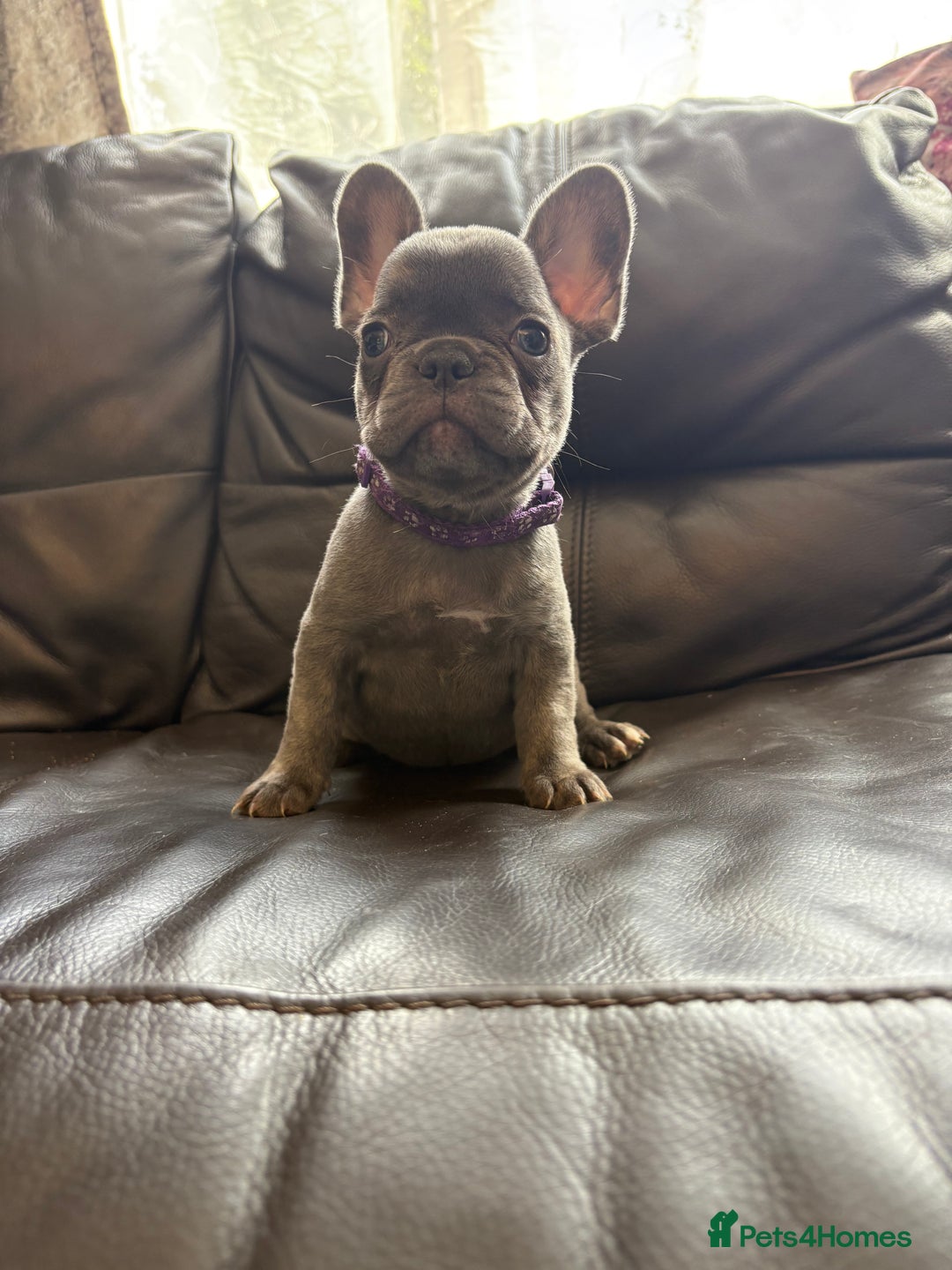 French Bulldog dogs for sale: French bulldog females puppies - Image 3
