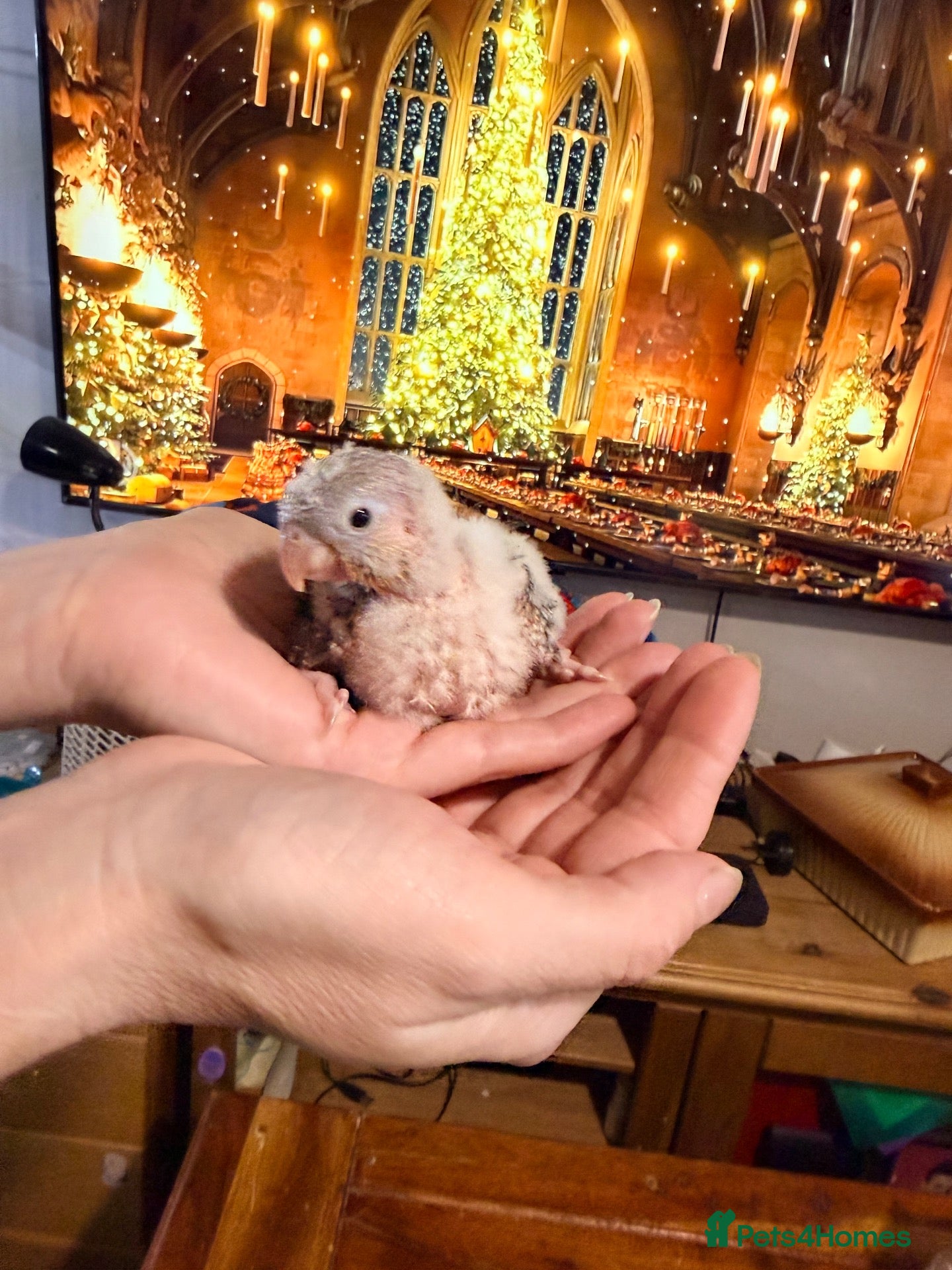 Conures birds Five Beautiful Pineapple Green-Cheek Conure Babies - Advert 1