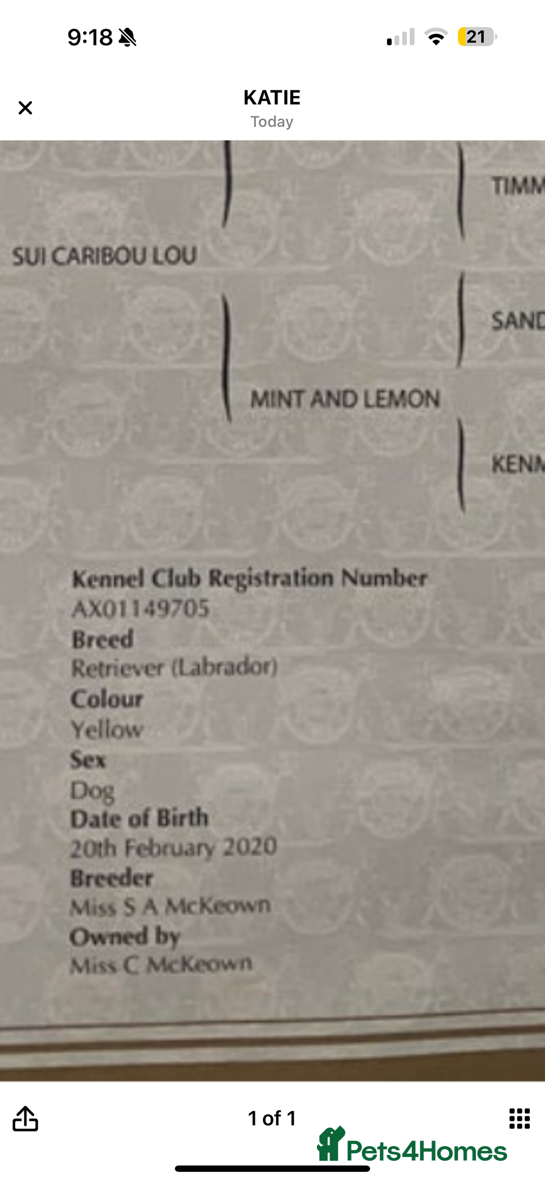 Labrador Retriever dogs for sale: LABRADOR PUPPIES GIRL AND BOY FOX RED 🐶🐕 - Advert 9