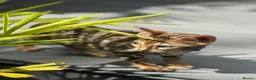 Bengal cats for sale: Top quality pure breed Bengal kittens for sale in Watford - Advert 5