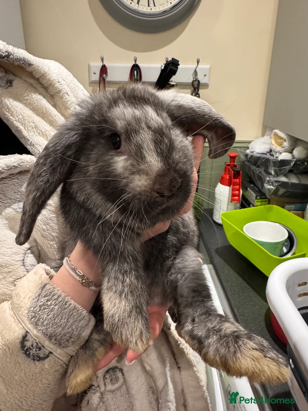 Mixed Breed rabbits for sale: French lop cross - Advert 2