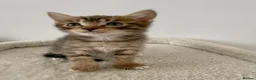 Mixed Breed cats for sale: Tiger, tabby mackerel male kitten - Advert 7