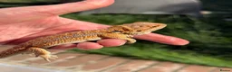Bearded Dragon reptiles for sale: Red bearded dragon babies - ready for collection! in London - Advert 10