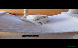 Scottish Fold cats for sale: Beautiful Silver & White Scottish Fold Kittens  - Advert 2