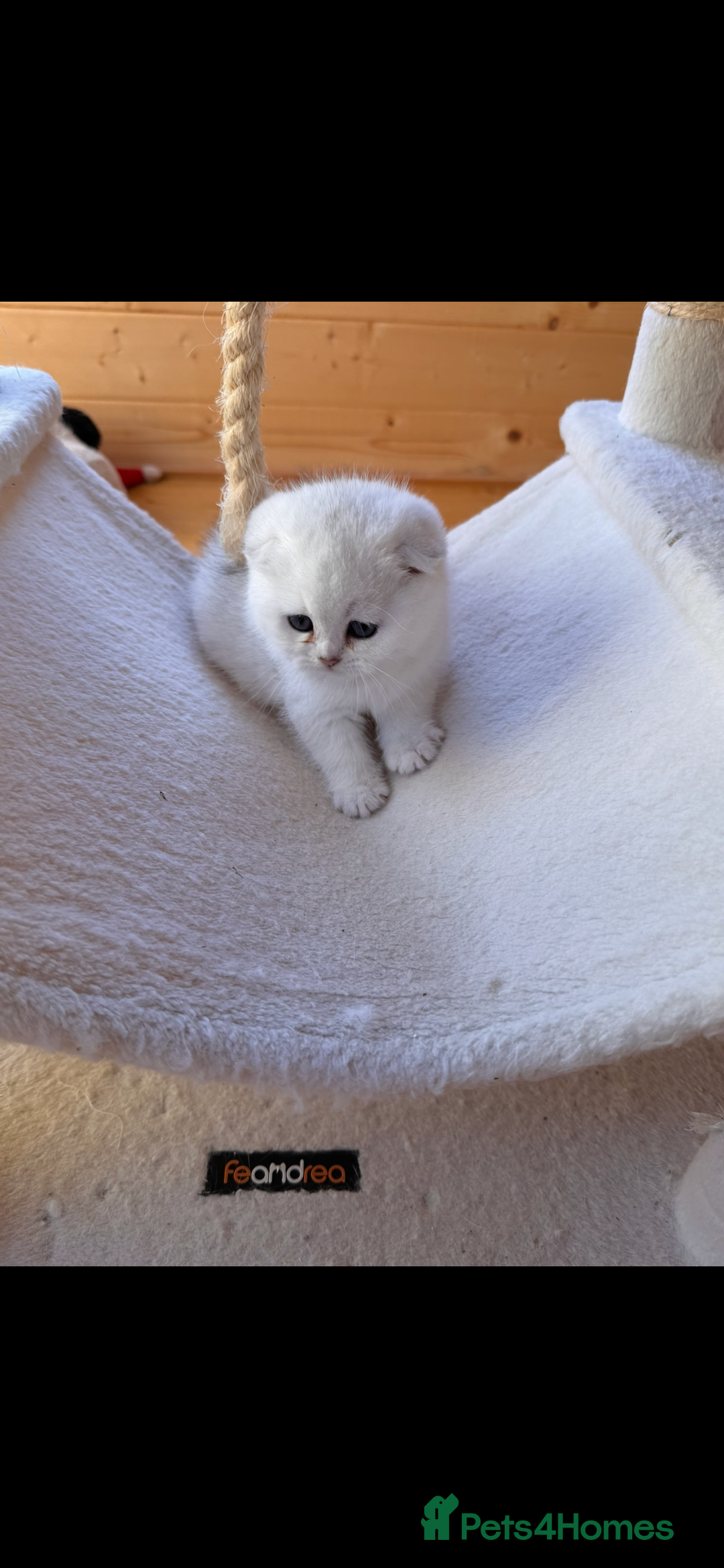 Scottish Fold cats for sale: Beautiful Silver & White Scottish Fold Kittens  - Advert 2