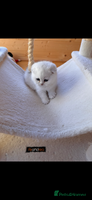 Scottish Fold cats Beautiful Silver & White Scottish Fold Kittens - Advert 9