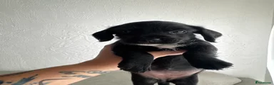 Mauxie 3 girl