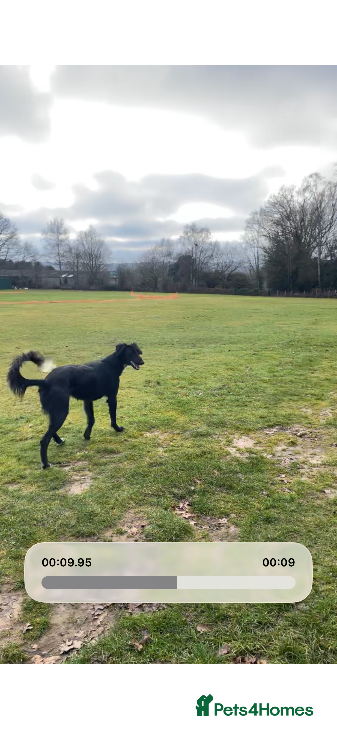 Mixed Breed dogs Adult black Saluki dog for sale  - Advert 1