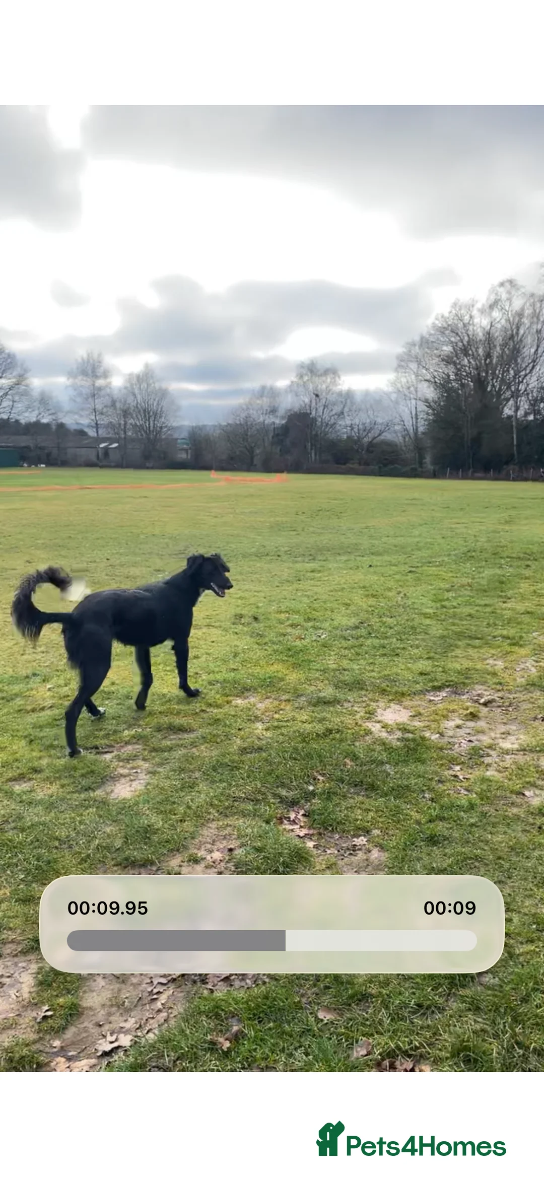 Mixed Breed dogs for sale: Adult black Saluki dog for sale  - Advert 1