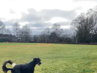 Mixed Breed dogs Adult black Saluki dog for sale - Advert 1