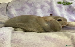 Mini Lop rabbits for sale: Adorable mini lop for sale  - Image 4