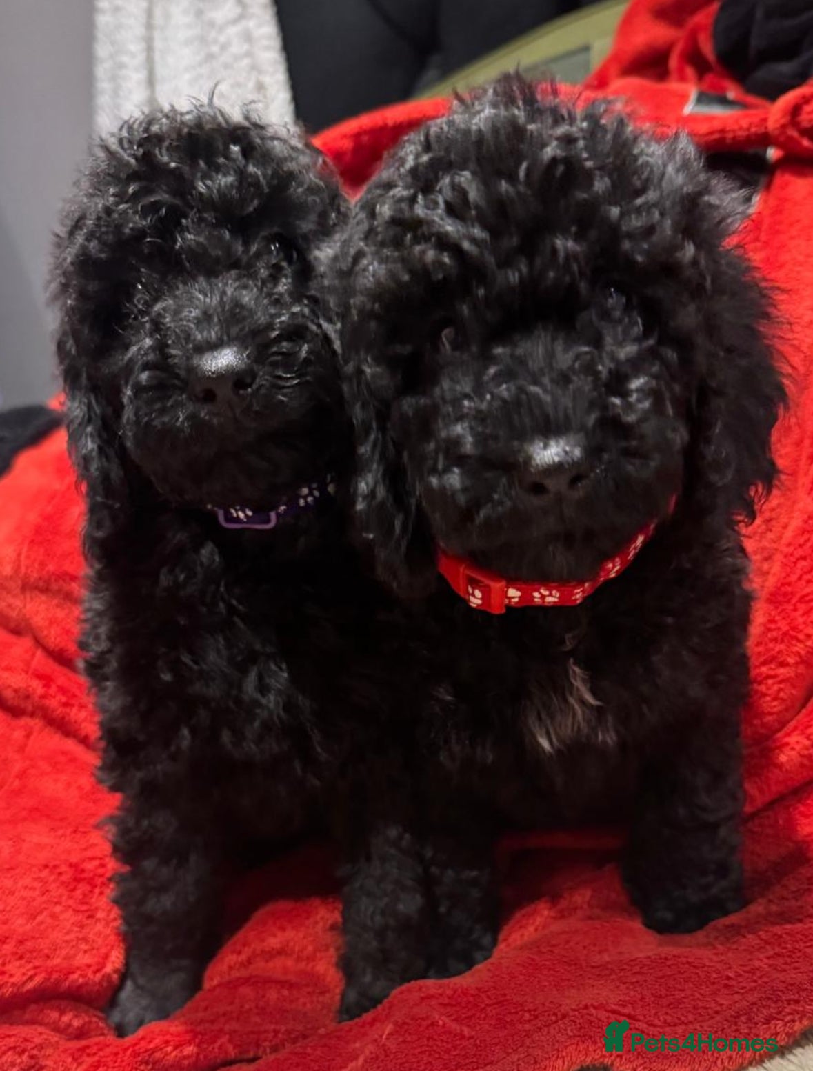Cockapoo dogs Ready now! 2 females left!! F1b cockapoos!!! - Advert 18