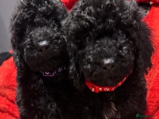 Cockapoo dogs Ready now! 2 females left!! F1b cockapoos!!! - Advert 15