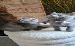 Scottish Fold cats for sale: Adorable Scottish Fold and Straight Kittens  - Image 7