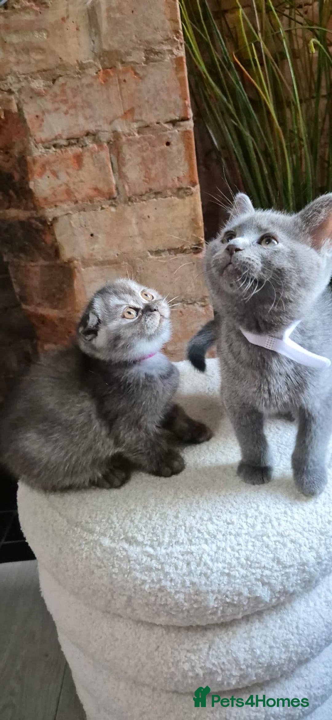 Scottish Fold cats for sale: Adorable Scottish Fold and Straight Kittens  - Image 7
